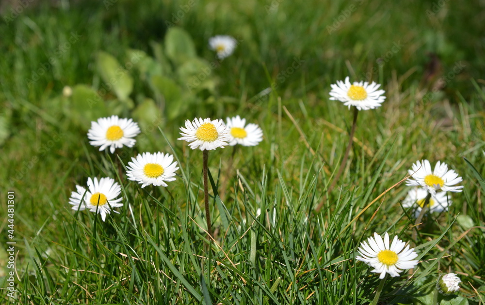 Field of daisy and dandelion flowers in sunny day. Summer flower close up. Selective focus.