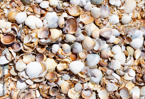 Beautiful background of small sea shells. Design of a background, template, summer photo wallpapers, screensavers, covers.