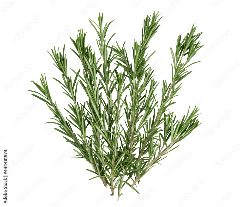 Fototapeta premium Green rosemary branches isolated on white background. High quality photo