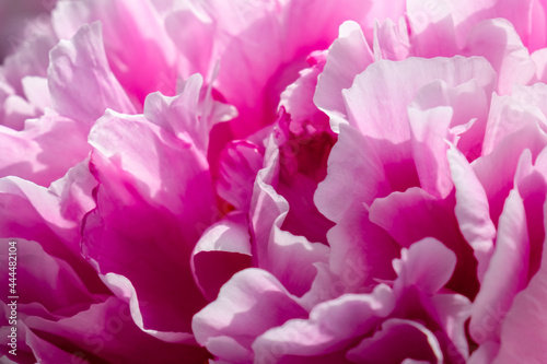 Pink peony petals, blurred background, macro close up. Natural defocused background. Delicate background. © oksanatukane
