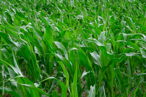 Young green corn in the field.