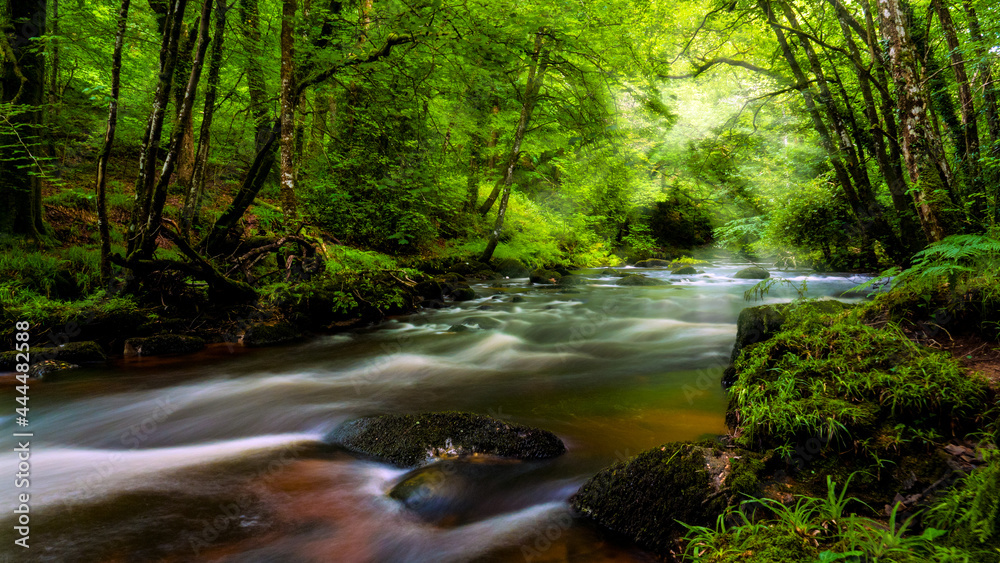 Dartmoor river and lush green forest in the summer Dartmoor river and lush green forest in the summer