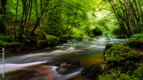 Dartmoor river and lush green forest in the summer