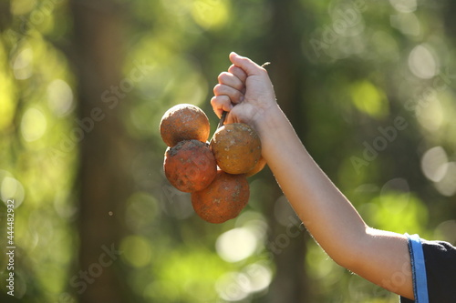 Mão de criança segurando uma penca de limões do tipo cravo, também conhecido como limão galego.