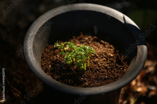 Wallpaper Mural Cuidando do jardim. Replantando muda. Torontodigital.ca