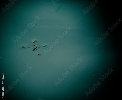 Wasserläufer auf blauer Wasseroberfläche © focus finder