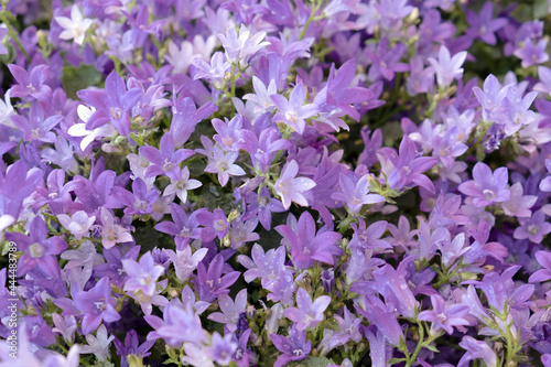 Small violet vibrant violet Campanula blossom flowers. Full frame plant flowers background