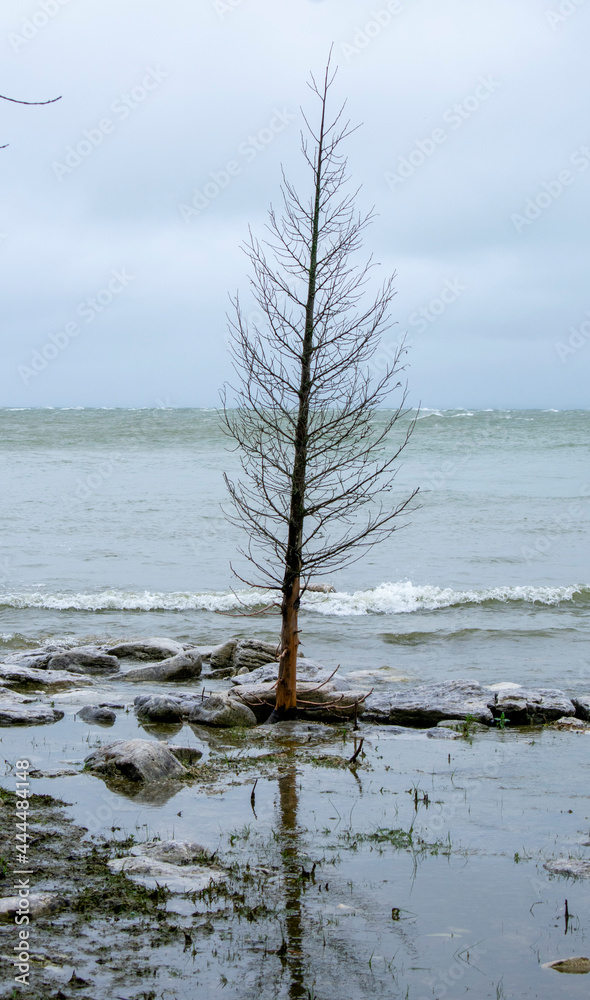 tree on the beach tree on the beach