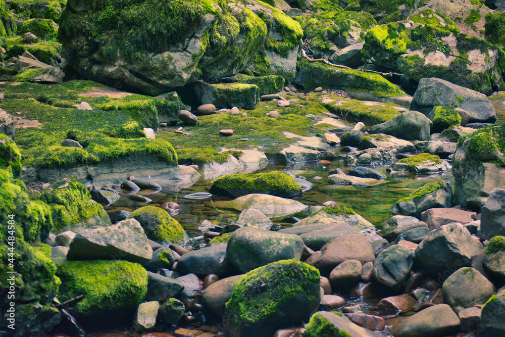 moss covered rocks