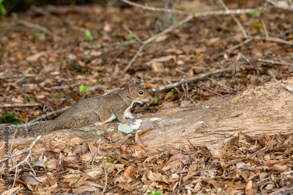 Big Cypress squirrel Sciurus niger avicennia with a nut in its mouth Big Cypress squirrel Sciurus niger avicennia with a nut in its mouth