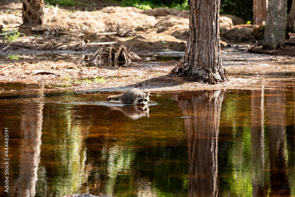 Young raccoon Procyon lotor forages for food in a swamp