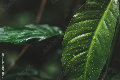 water drops on leaf in jungle of Belize 