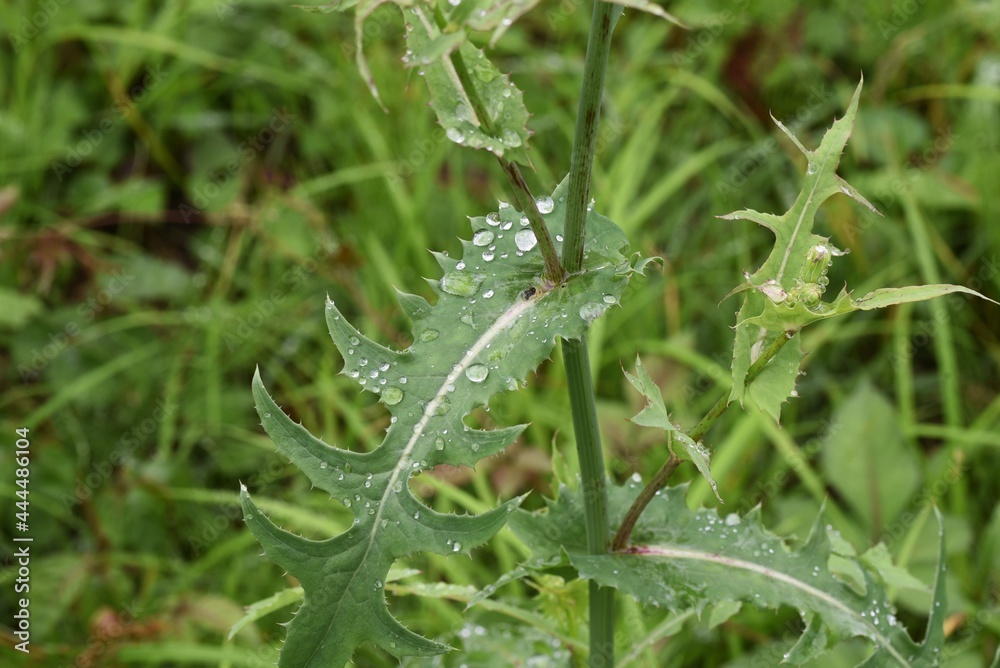 Abstract image of the rainy season. Water droplets after rain.