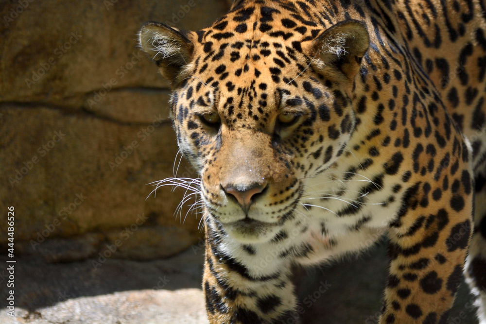Naklejka premium jaguar in zoo