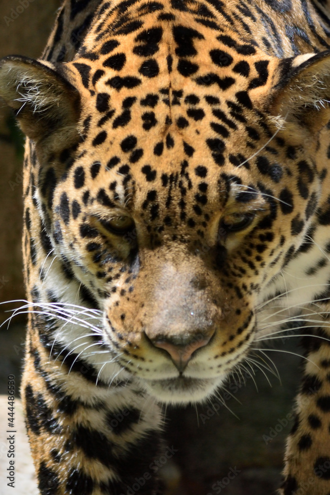 Fototapeta premium close up portrait of a leopard