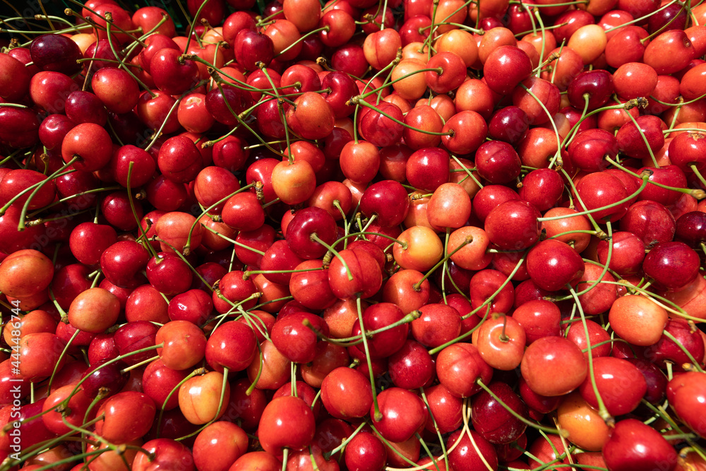 Top view of pile of ripe Wild Cherry with stalks, close up, small depth of focus. Top view of pile of ripe Wild Cherry with stalks, close up, small depth of focus.