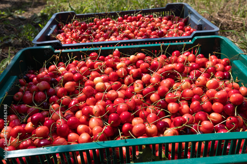 Picking cherries in the orchard Picking cherries in the orchard