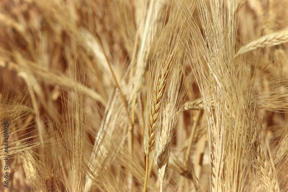 ripening ears of wheat against the background of the sun, copy the sun's rays in a rural field during harvest ripening ears of wheat against the background of the sun, copy the sun's rays in a rural field during harvest