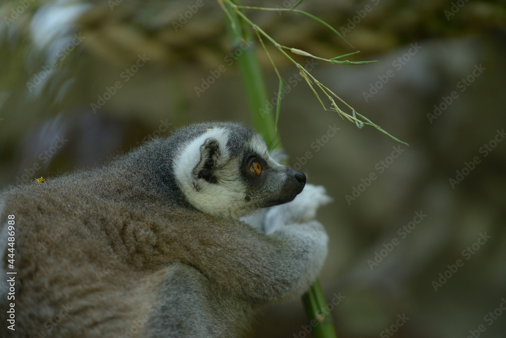 Fototapeta premium lemur on tree