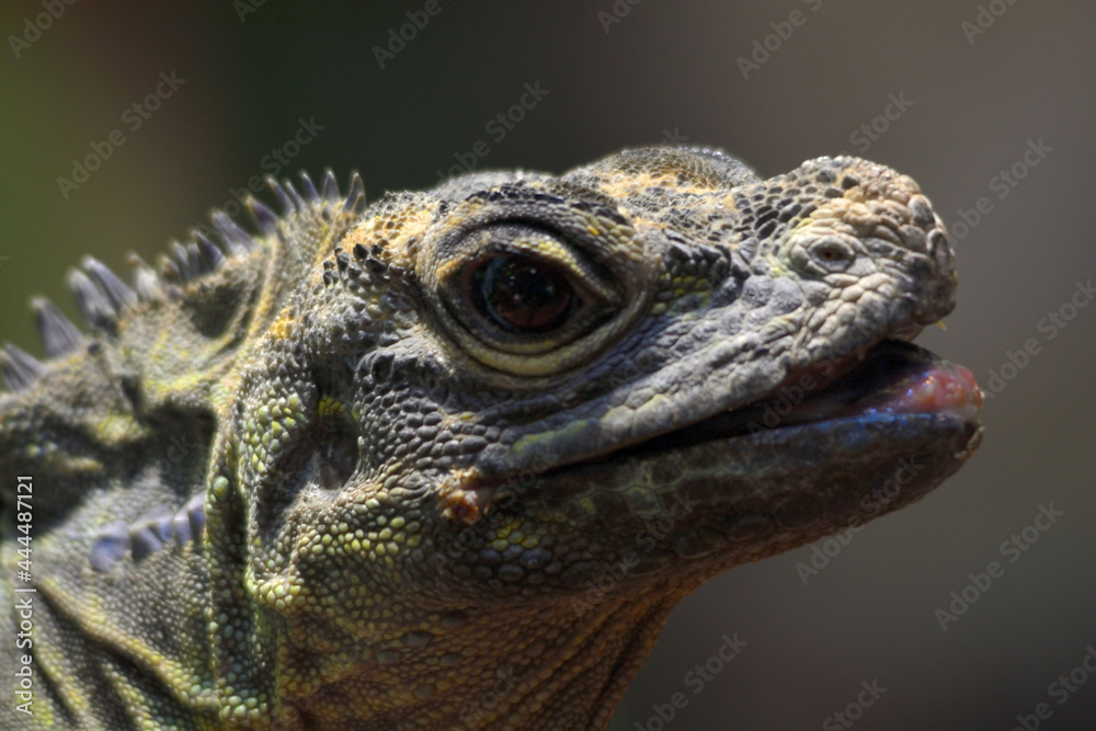 Fototapeta premium portrait of iguana