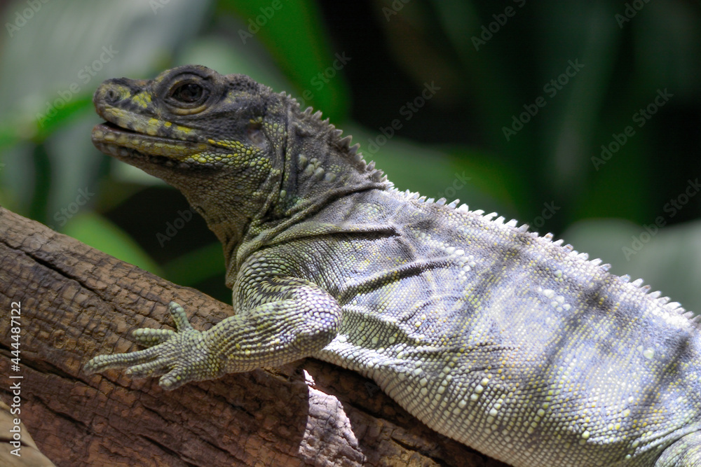 Fototapeta premium iguana on a tree