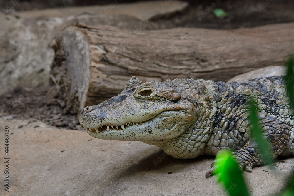alligator in the zoo