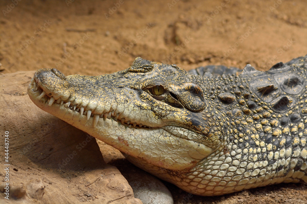 Fototapeta premium crocodile in the zoo