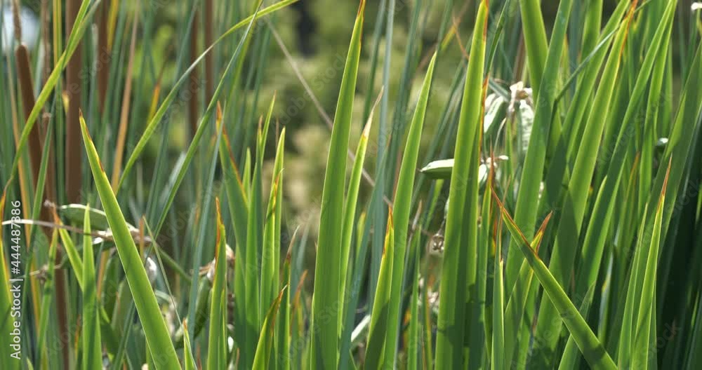 Tall grass and plants blowing in the breeze slow motion Tall grass and plants blowing in the breeze slow motion