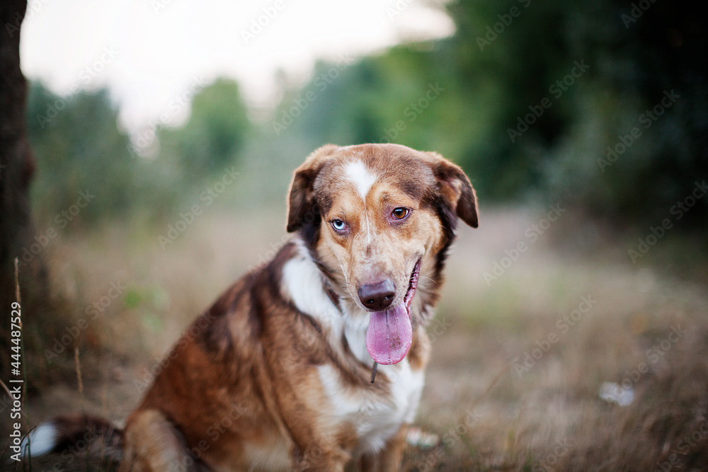 portrait of a dog