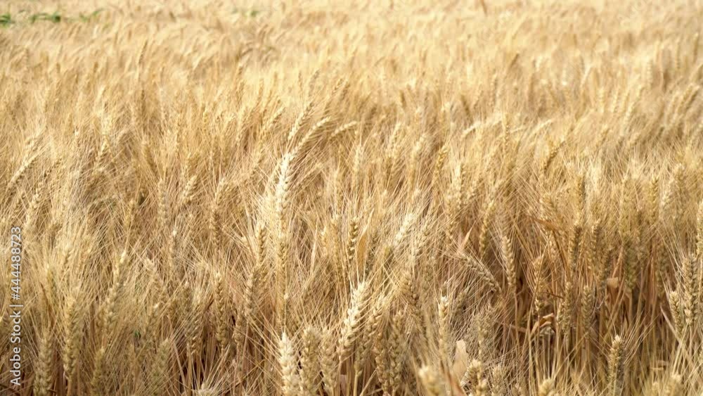 Golden yellow wheat fields, mature wheat. Golden yellow wheat fields, mature wheat.