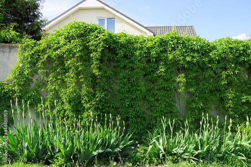 gray concrete wall fence overgrown with green vegetation and grass in the street