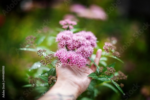 Fototapeta Naklejka Na Ścianę i Meble -  flower in the garden