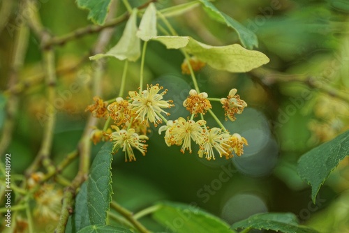 yellow flowers with small leaves on the branches of a linden tree in a summer park