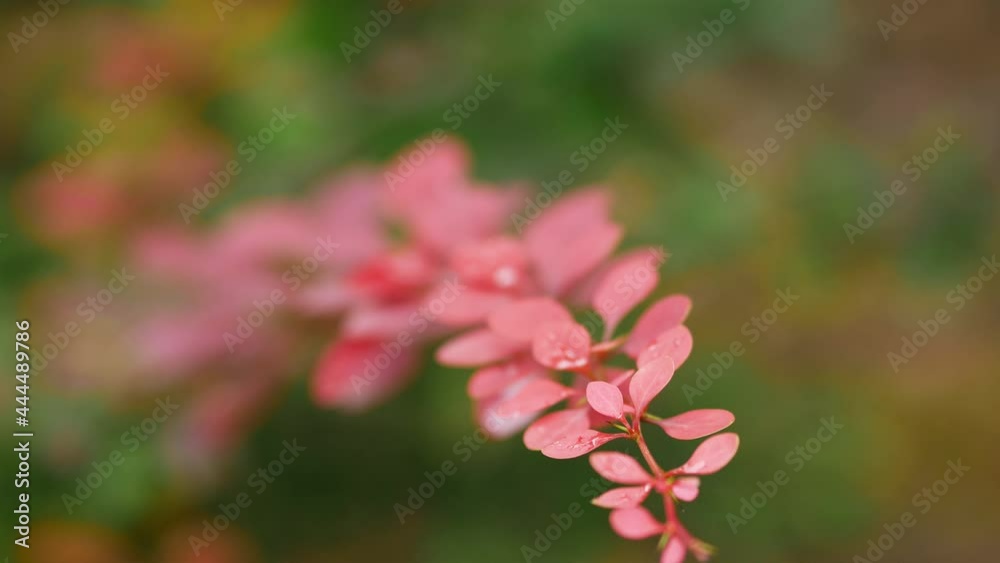 Berberis vulgaris is ornamental shrub. Beautiful red oval leaves with water drops in summer. Plant on city alleys, in parks and in backyard summer cottages. Bokeh background. Close-up after rain Berberis vulgaris is ornamental shrub. Beautiful red oval leaves with water drops in summer. Plant on city alleys, in parks and in backyard summer cottages. Bokeh background. Close-up after rain