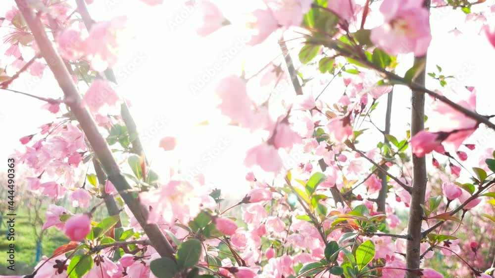 Begonia crabapple in the spring garden Begonia crabapple in the spring garden