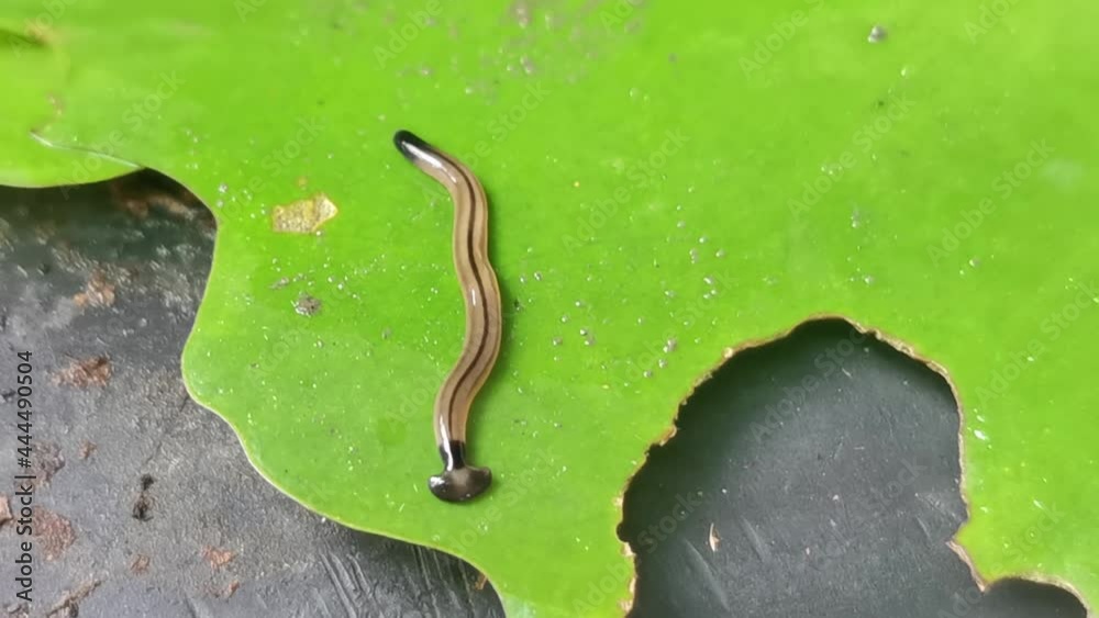 Hammerhead Worm or Land Planaria moving on water lily or lotus green leaf looking for prey for food.