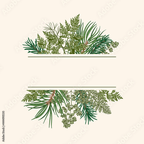   hristmas card with bouquet with fir and pine branches  fern and leaves. Botanical illustration. Vector holiday card. Greenery.