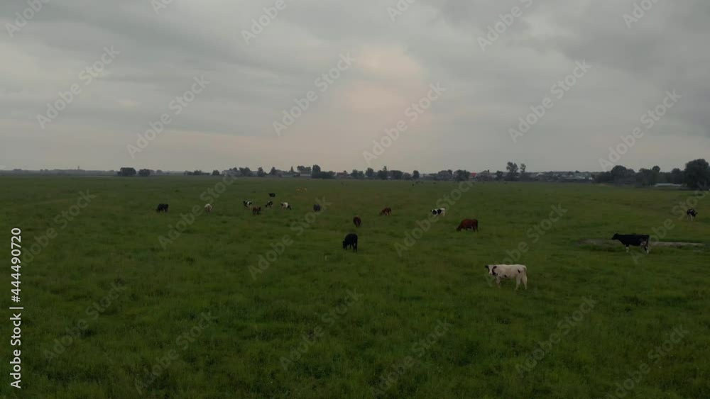 Top view cows in a green field with beautiful blue sky. Herd bull cows, beautiful cattle livestock large stock eat green grass in meadow steppe pasture. Agricultural landscape. Milk production beef Top view cows in a green field with beautiful blue sky. Herd bull cows, beautiful cattle livestock large stock eat green grass in meadow steppe pasture. Agricultural landscape. Milk production beef
