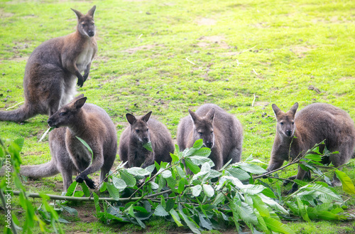 Cute wallabies feeding on leaves from a branch