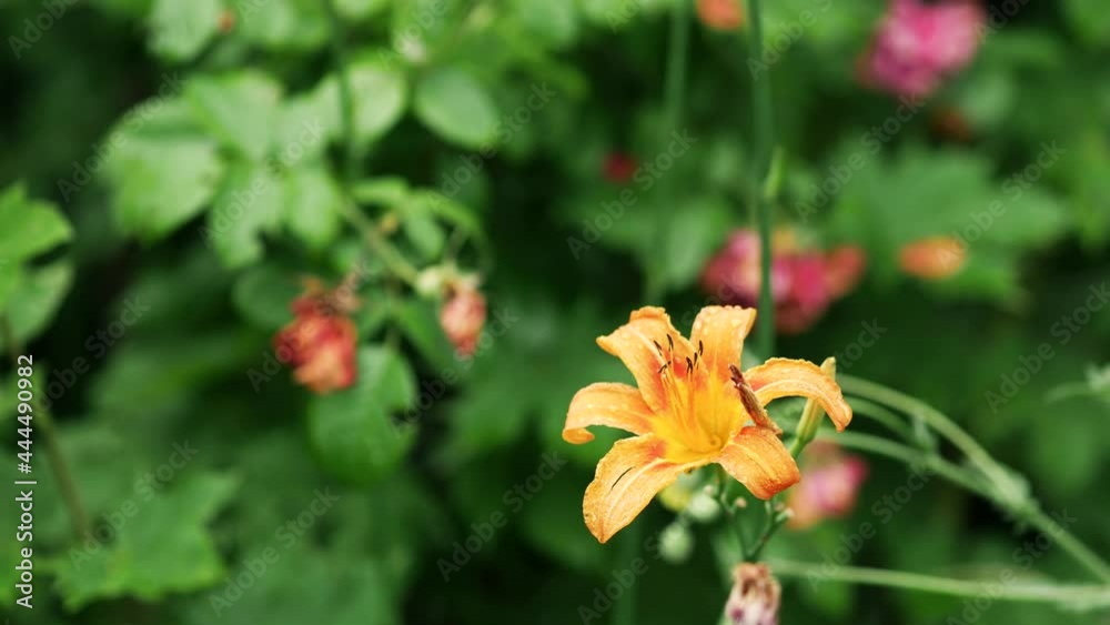 Daylily orange flower. Windy rainy weather in summer. Beautiful delicate flower with water drops sways in the wind after rain in the garden. Natural background. Raindrops. Hemerocallis fulva. Daylily orange flower. Windy rainy weather in summer. Beautiful delicate flower with water drops sways in the wind after rain in the garden. Natural background. Raindrops. Hemerocallis fulva.