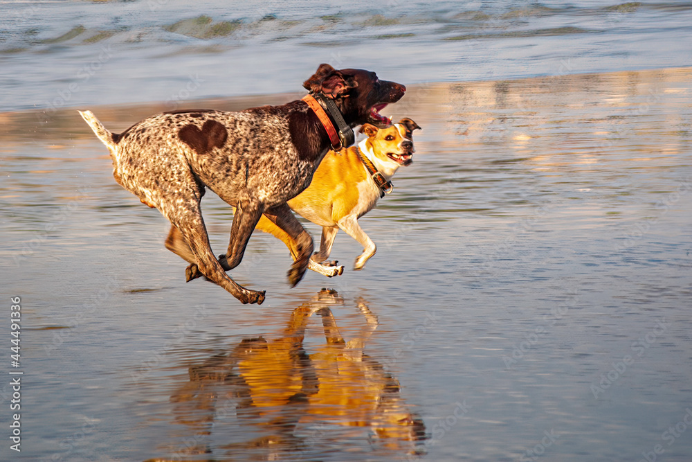 Dogs enjoying fun and joy playing on the beach