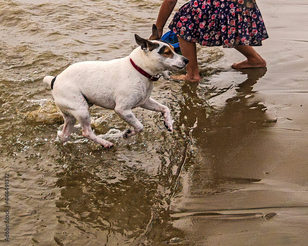 Dogs enjoying fun and joy playing on the beach