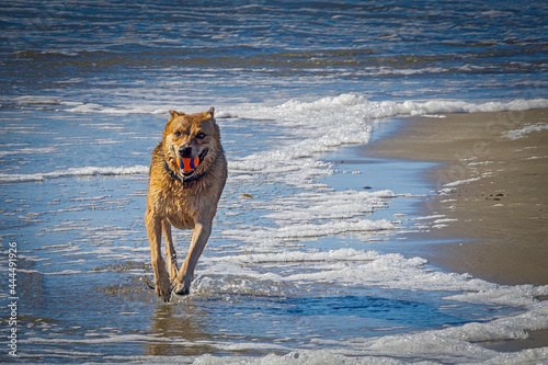 Dogs having joy and fun playing on the beach