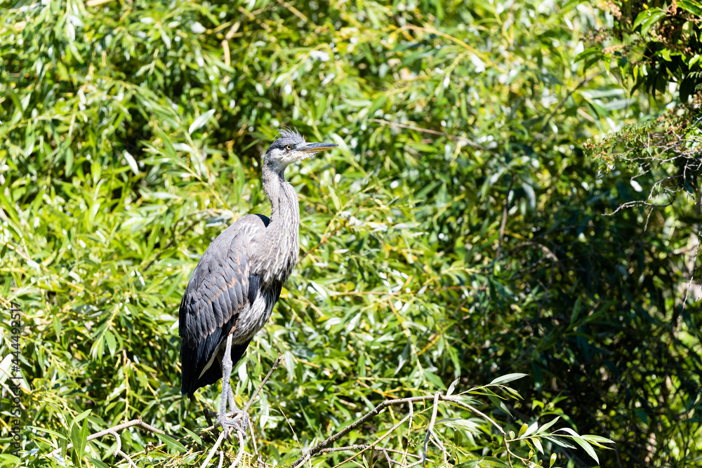 Fototapeta premium Heron