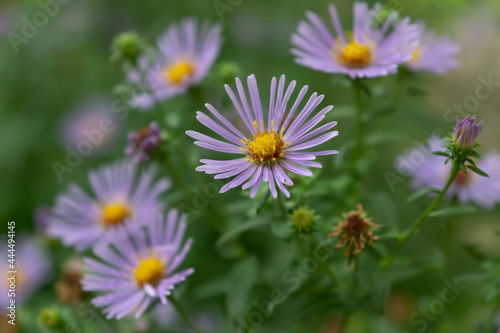 Purple wildflowers. Blooming flowers