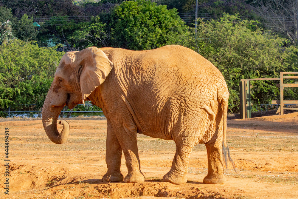 Fototapeta premium Dirty elephant on the side, isolated walking on the dirt and dust floor