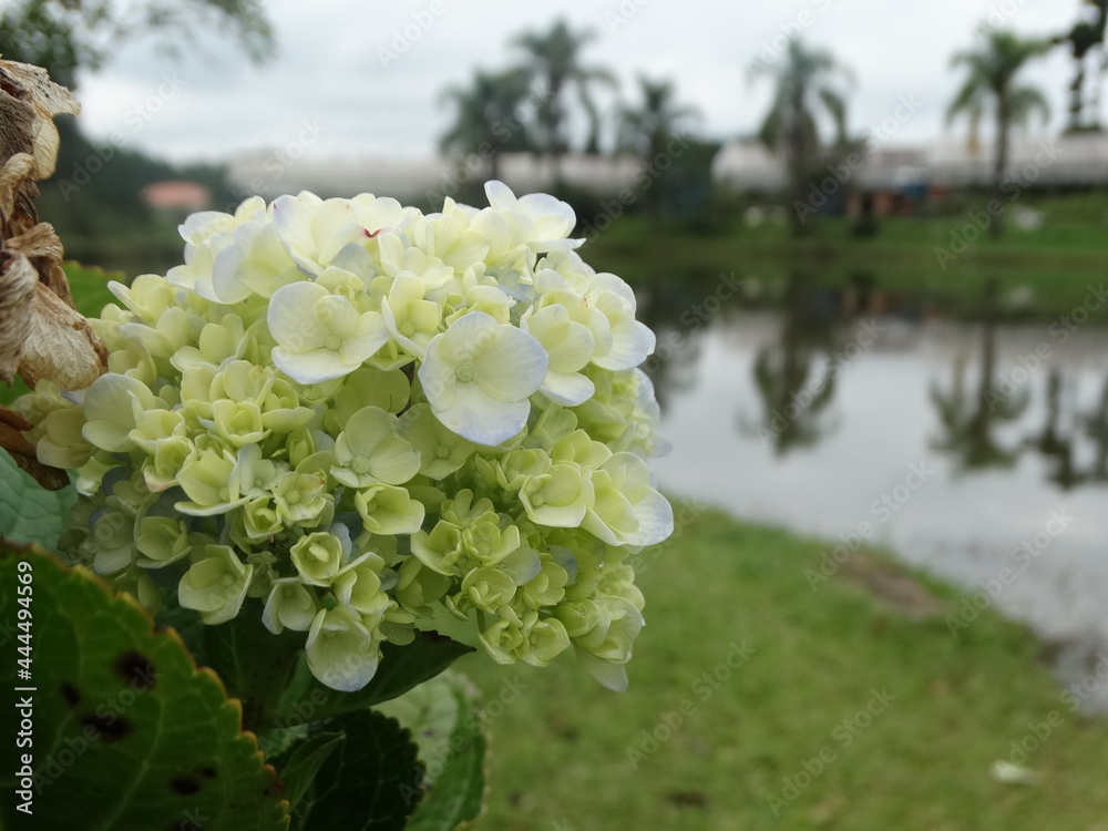 hydrangea hydrangea