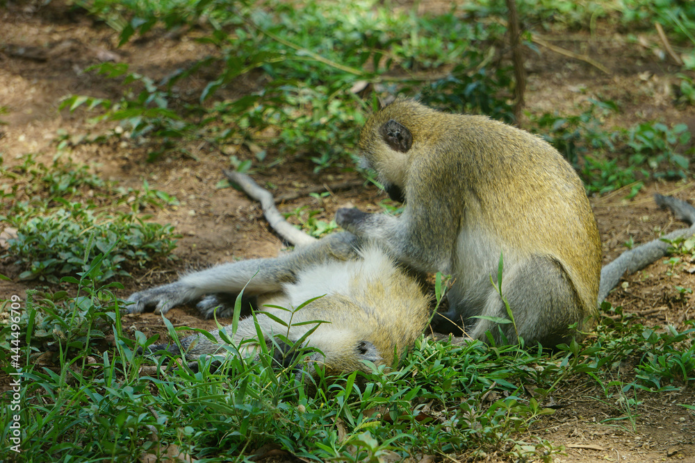 Monkeys catching lice from each other - Samburu National Reserve - Kenya