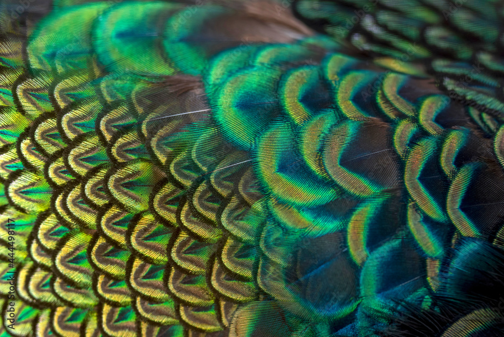 Obraz premium Peacock feathers in closeup ,beautiful Indian peafowl for background