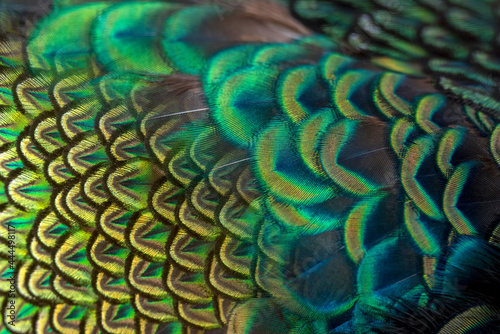Peacock feathers in closeup ,beautiful Indian peafowl for background
